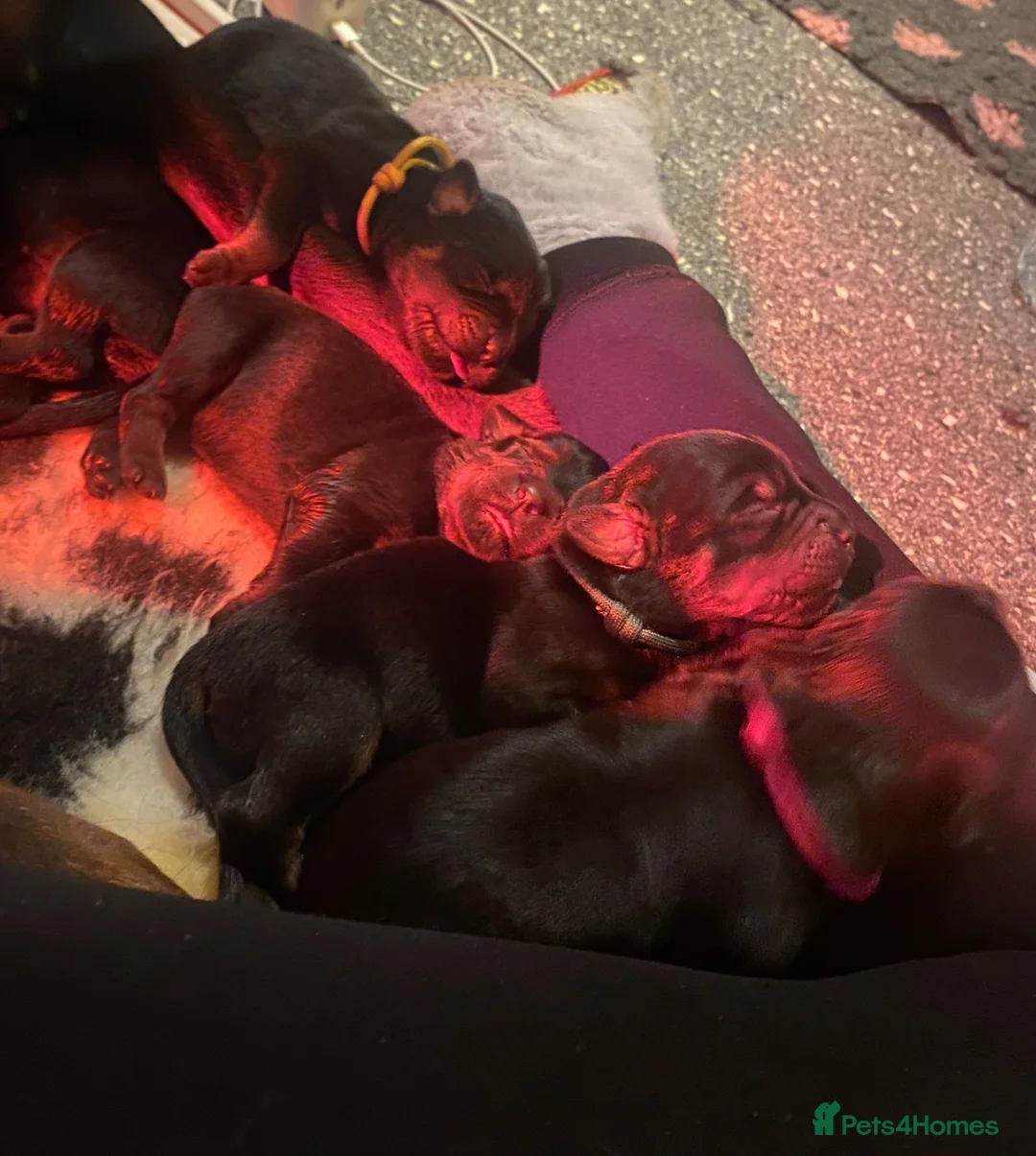 Rottweiler dogs for sale: Rottweilers kc top quality  - Advert 1