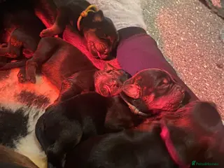 Rottweiler dogs Rottweilers kc top quality - Advert 3