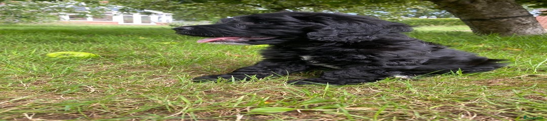Sproodle Puppy 6