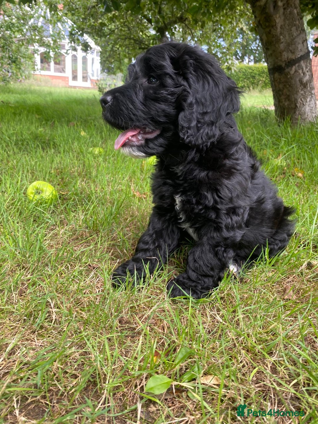 Sproodle dogs for sale: Stunning F1 sproodle  - Image 9