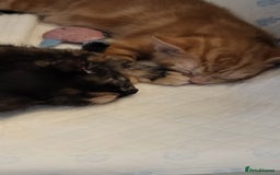Mixed Breed cats for sale: Kittens Ready Now - Image 5