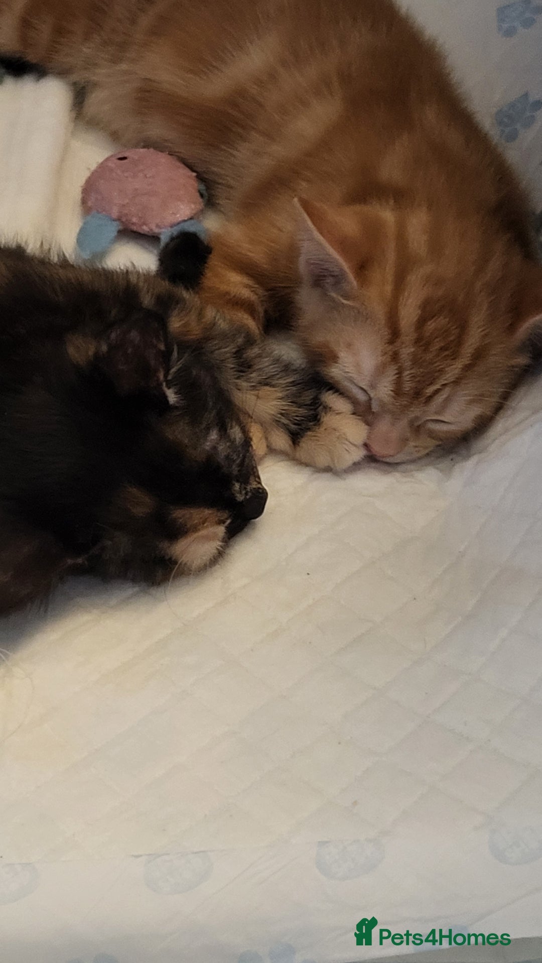 Mixed Breed cats for sale: Kittens Ready Now - Image 5