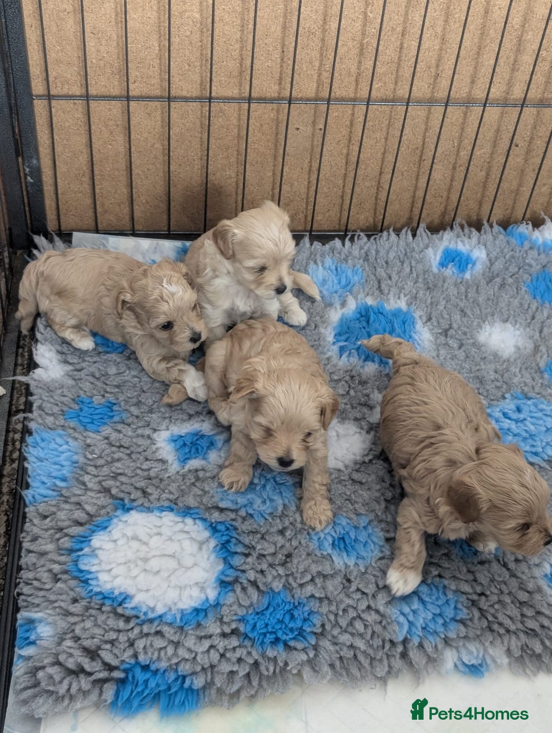 Maltipoo dogs for sale: Petite Maltipoos fully genetic health tested  - Image 7