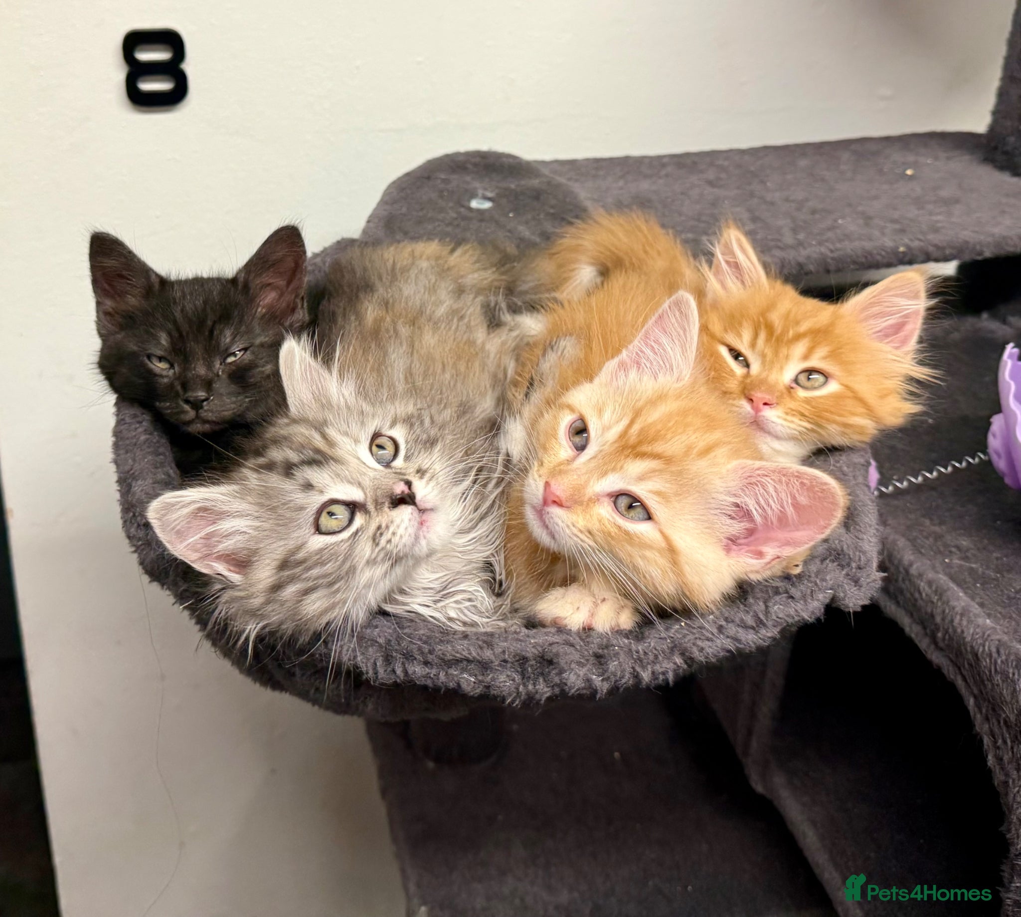 Mixed Breed cats Maine coon x chinchilla Persian kitten - Advert 9