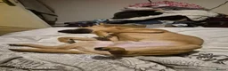 Mixed Breed dogs for sale: Mixed  in Salisbury - Advert 3