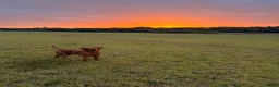 Labrador Retriever dogs for sale: Beautiful Labrador puppies - Advert 6