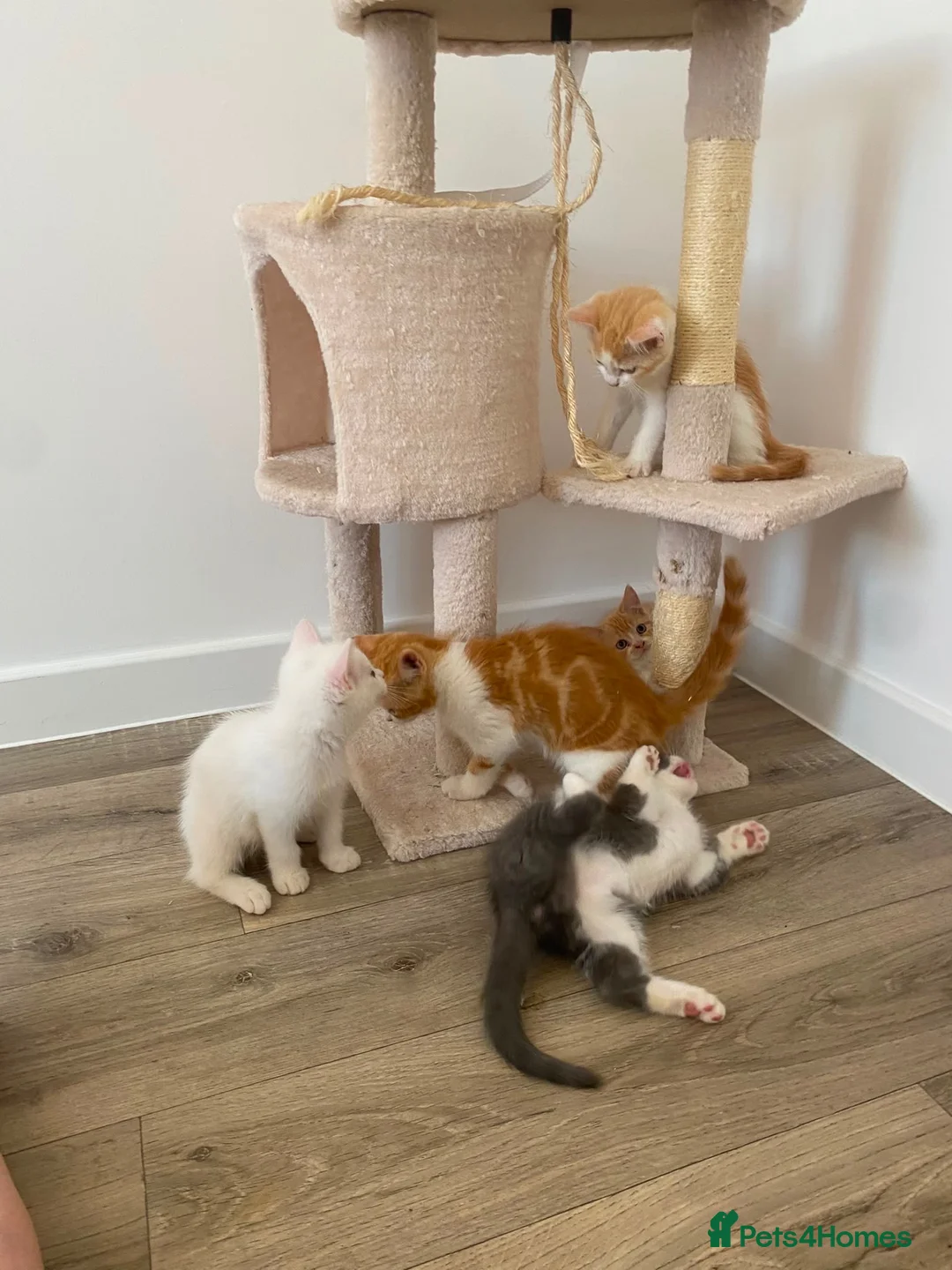 Persian cats for sale: 11 weeks old Persian mixed long haired kittens  in Maldon - Advert 2