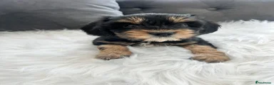 Cavapoo 2