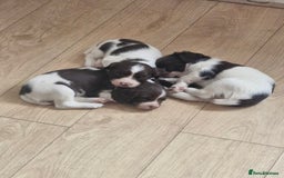 English Springer Spaniel dogs for sale: KC registered English Springer Spaniel - Image 5