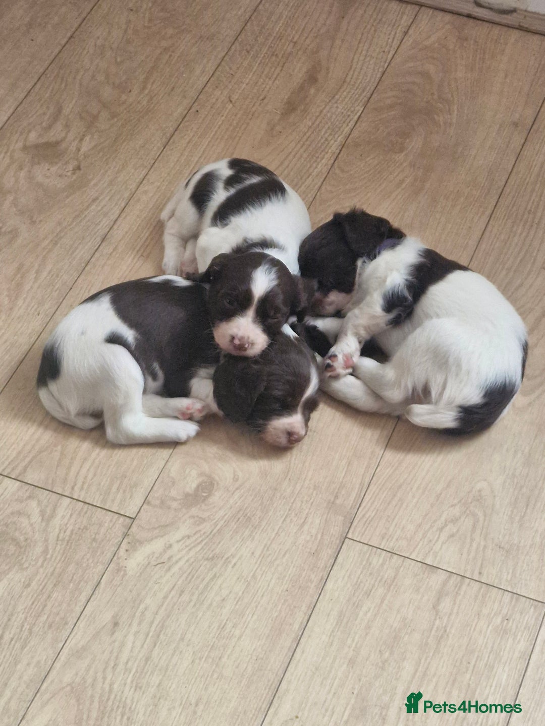 English Springer Spaniel dogs for sale: KC registered English Springer Spaniel - Image 5