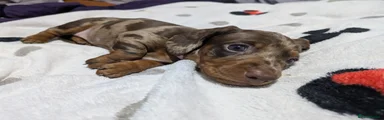 Miniature Dachshund 2