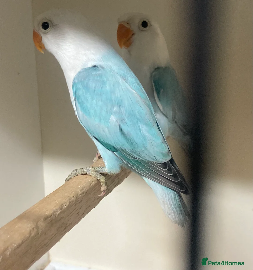 Lovebirds birds for sale: Love Birds - Advert 3