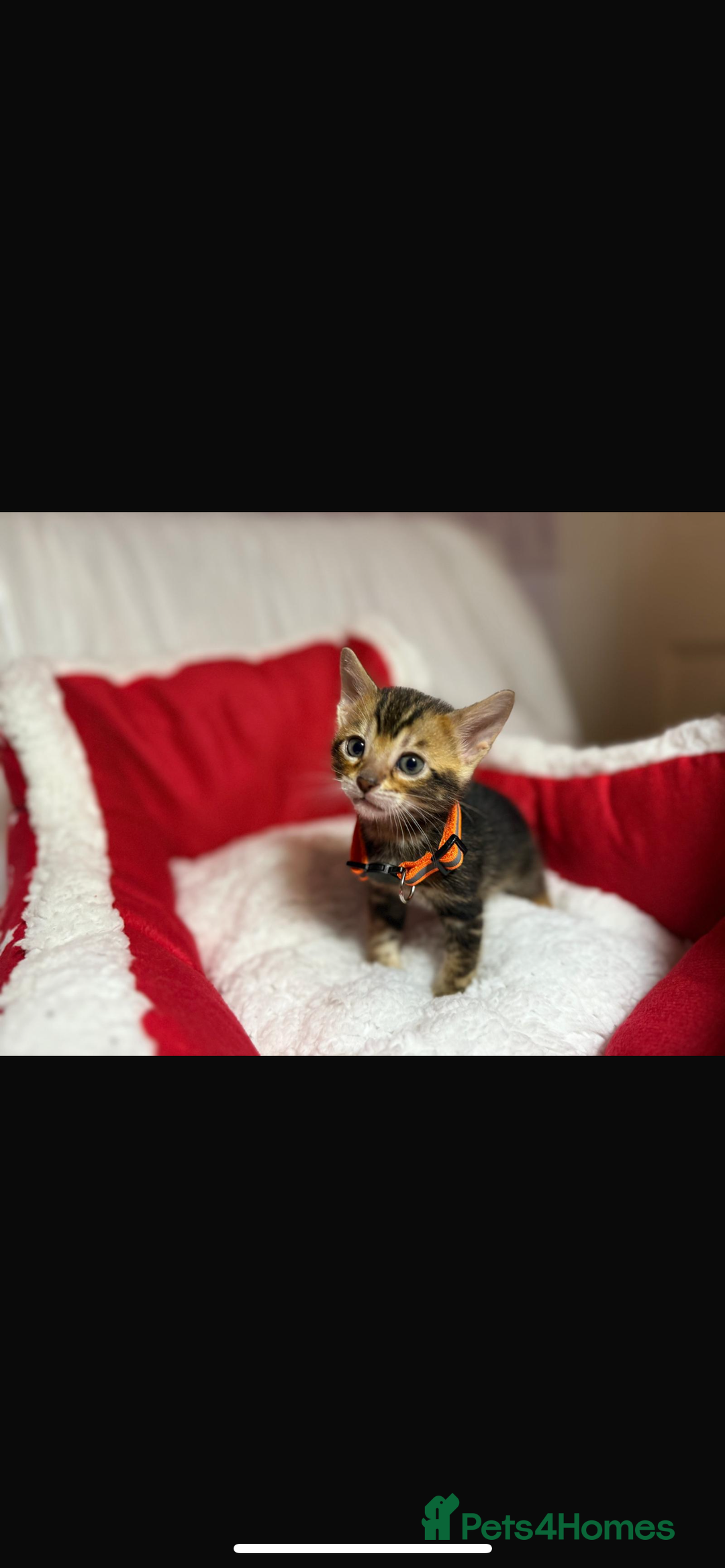 Bengal cats for sale: 🐆Bella's Bengals🐆 - Advert 15