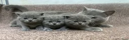 British Shorthair cats for sale: Stunning British Shorthair Blue Kittens - Advert 5
