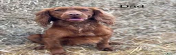 Cocker Spaniel dogs for sale: Working Cocker spaniel x2 males - Advert 3