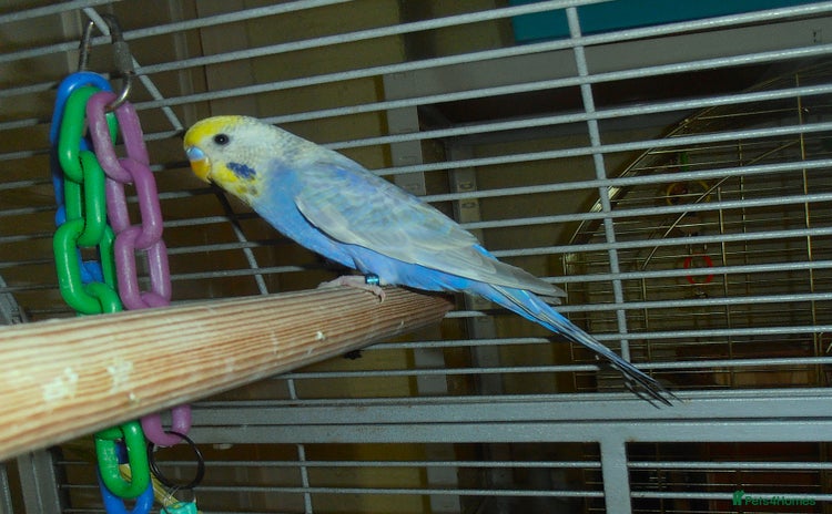 Budgerigars birds - Advert 8