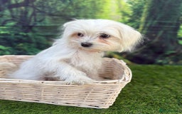 Maltese dogs for sale:  Maltese looking for a new home only 1 boy left - Image 5