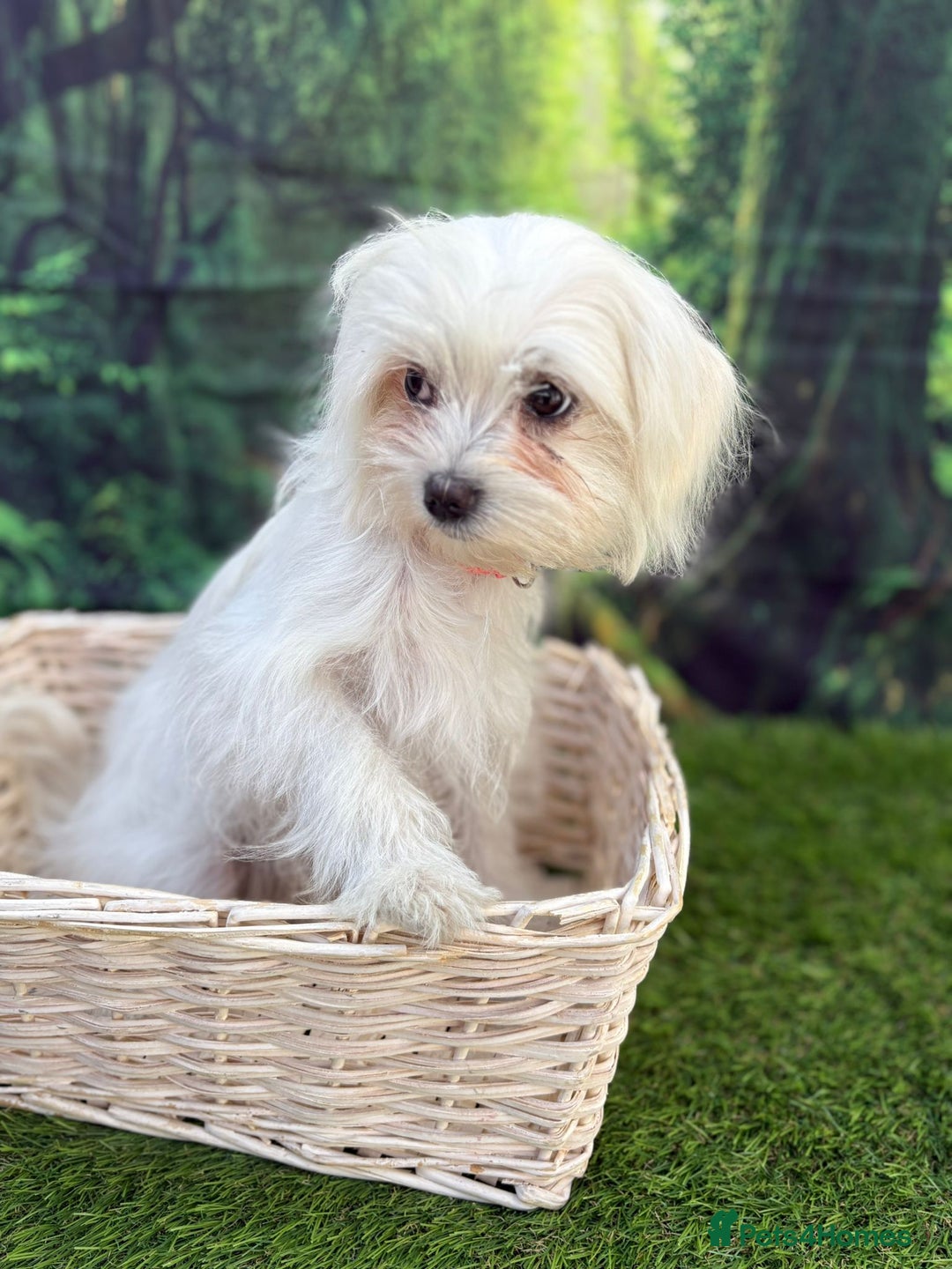 Maltese dogs for sale:  Maltese looking for a new home only 1 boy left - Image 5