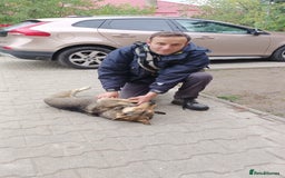 Mixed Breed dogs for adoption: 🐺 WOLFIE – A Brave Soul Ready for a New Life 🖤 - Advert 32