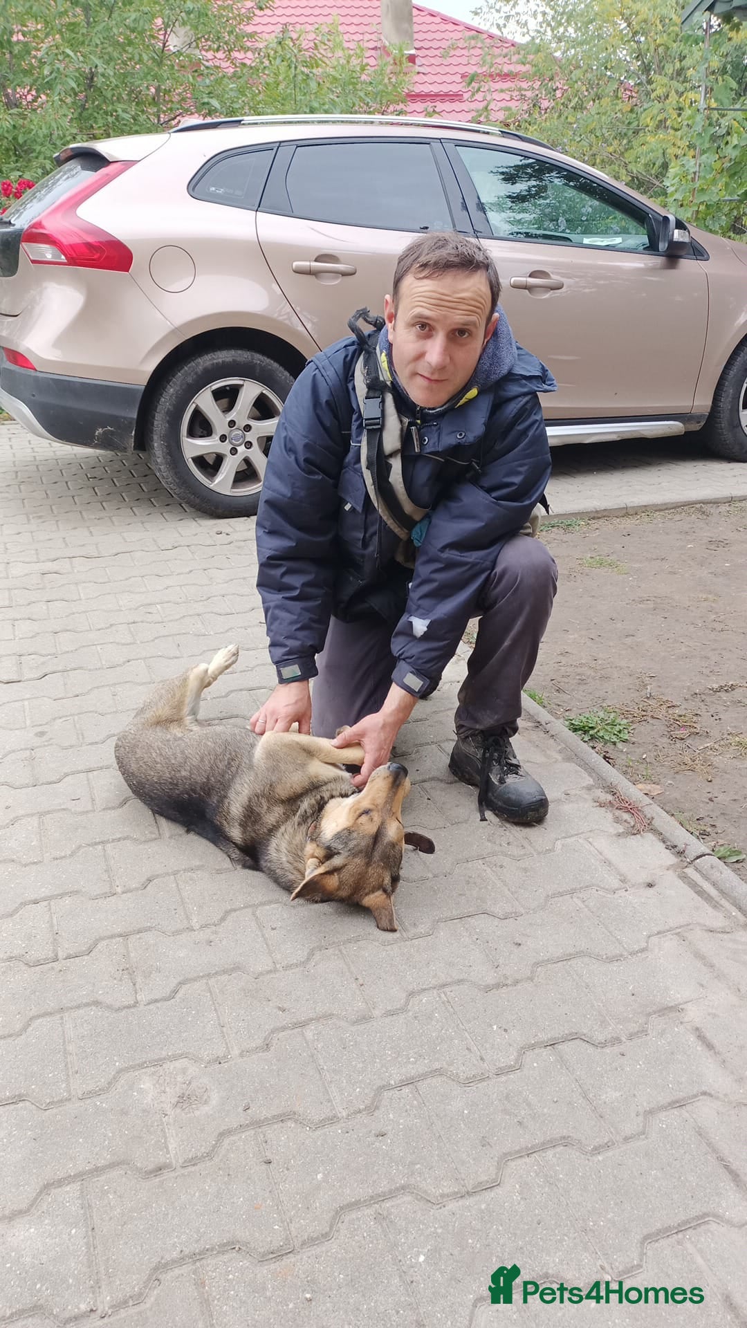 Mixed Breed dogs for adoption: 🐺 WOLFIE – A Brave Soul Ready for a New Life 🖤 - Advert 32