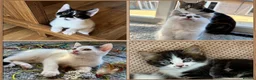 Mixed Breed cats for sale: 🐾 Four Gorgeous Kittens Loving Forever Homes - Advert 1