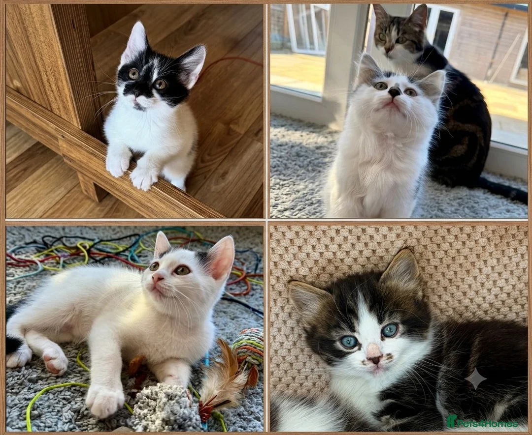 Mixed Breed cats for sale: 🐾 Four Gorgeous Kittens Loving Forever Homes - Advert 1