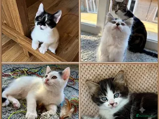 Mixed Breed cats 🐾 Four Gorgeous Kittens Loving Forever Homes - Advert 9