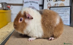 Guinea Pig rodents for sale: Baby male teddy guinea pigs - Advert 4