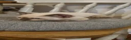 Burmese cats for sale: Burmese kittens  - Advert 6