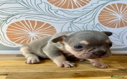 French Bulldog dogs for sale: ONE FEMALE LEFT -gorgeous grey French Bulldogs - Image 19