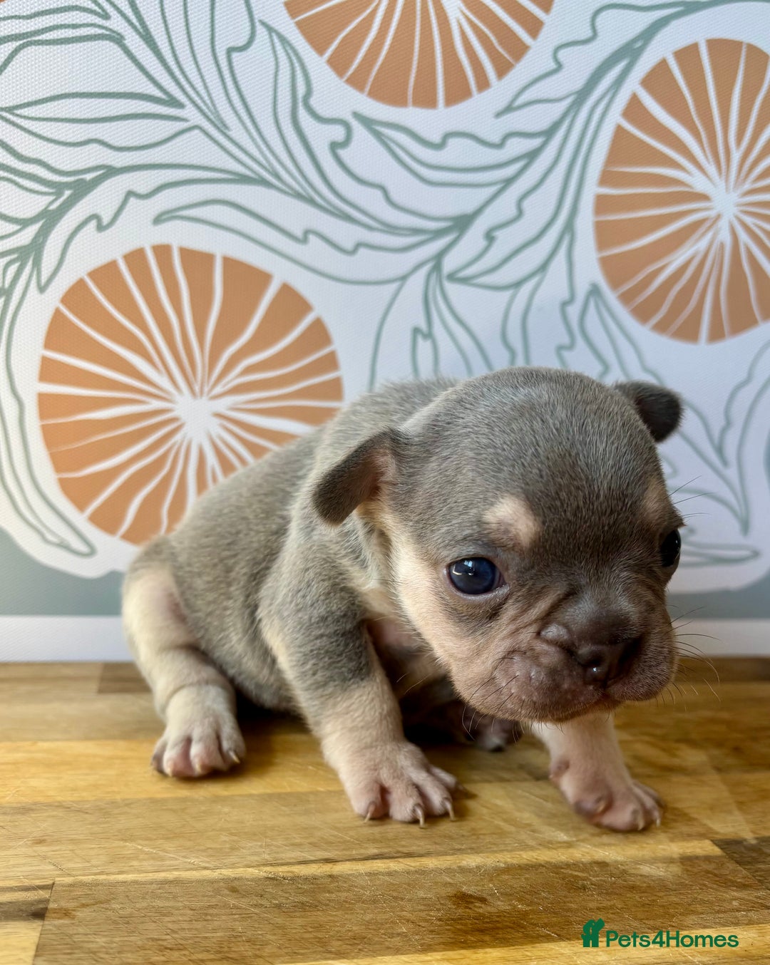 French Bulldog dogs for sale: ONE FEMALE LEFT -gorgeous grey French Bulldogs - Image 19