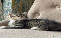 Mixed Breed cats for sale: Adorable Longhair Kittens-ready for a new home - Image 9
