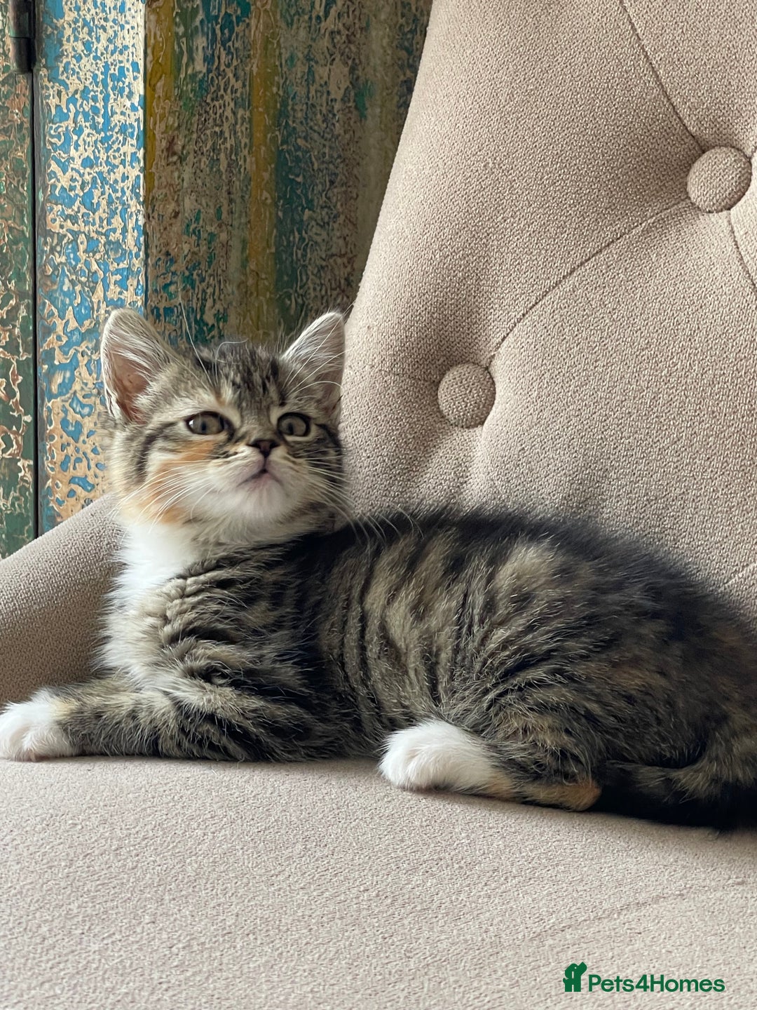 Mixed Breed cats for sale: Adorable Longhair Kittens-ready for a new home - Image 9