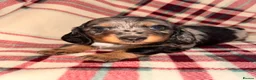 Dachshund dogs for sale: Quality Dachunds - Advert 3