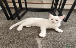 Domestic Shorthair cats for sale: 5 kittens ready for a new home  - Image 2