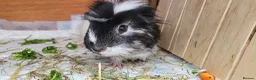 Guinea Pig rodents for sale: Male Guinea Pig - Advert 5