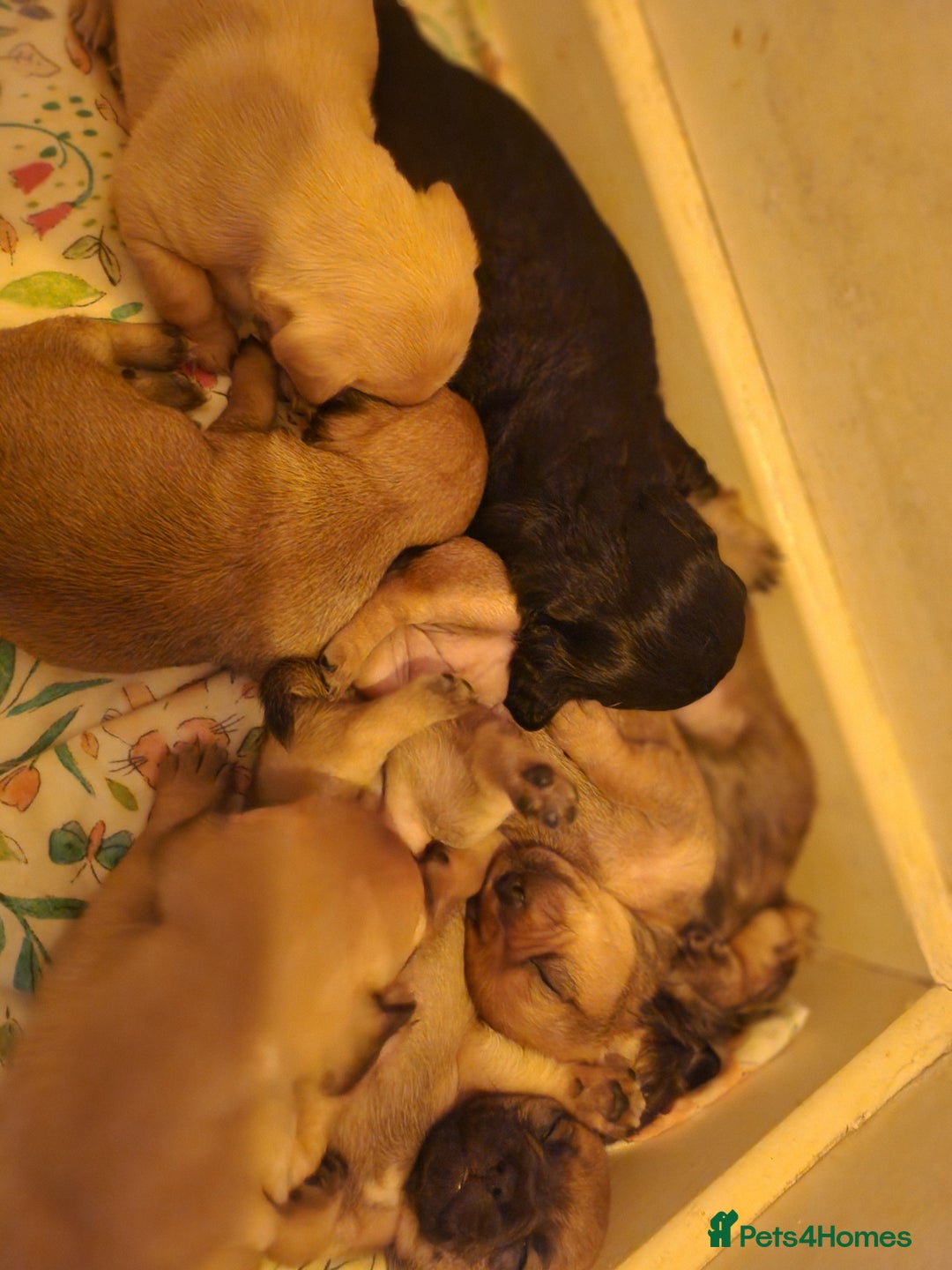 Mixed Breed dogs for sale: Beautiful jackchi puppies  - Image 12