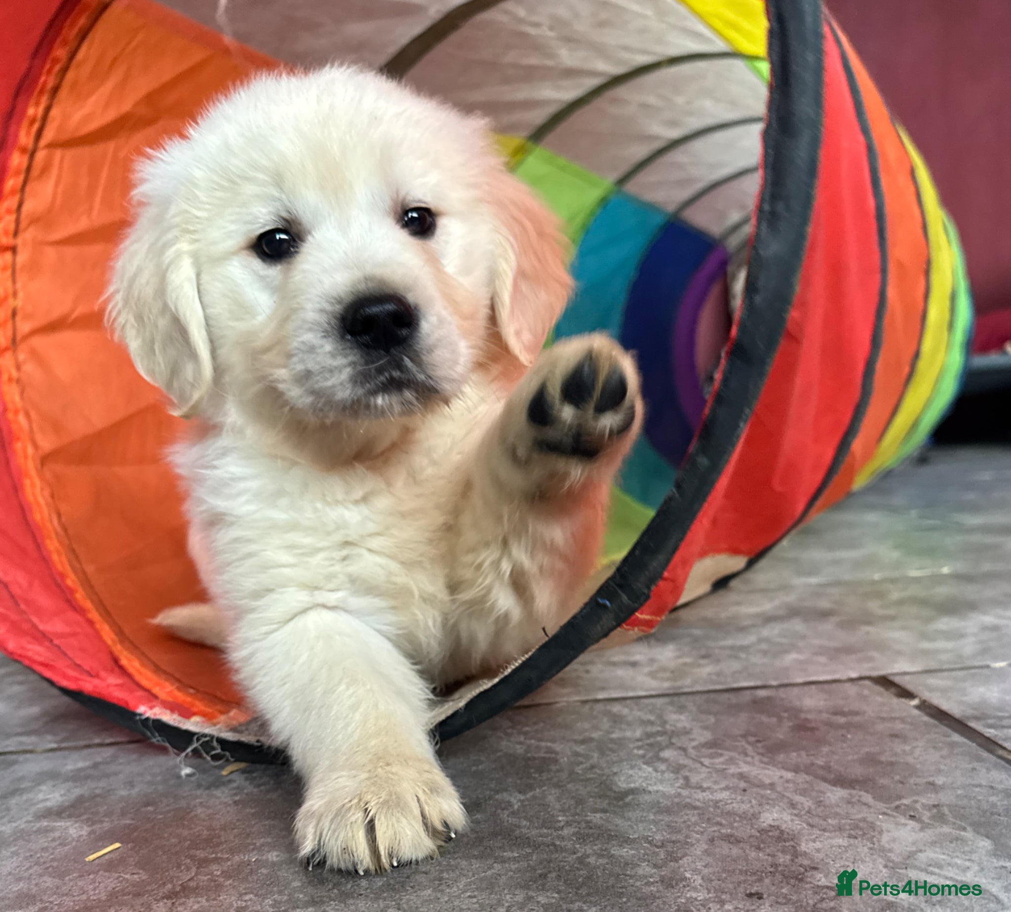 Golden Retriever dogs Seriously chunky & Fluffy babies - Advert 2
