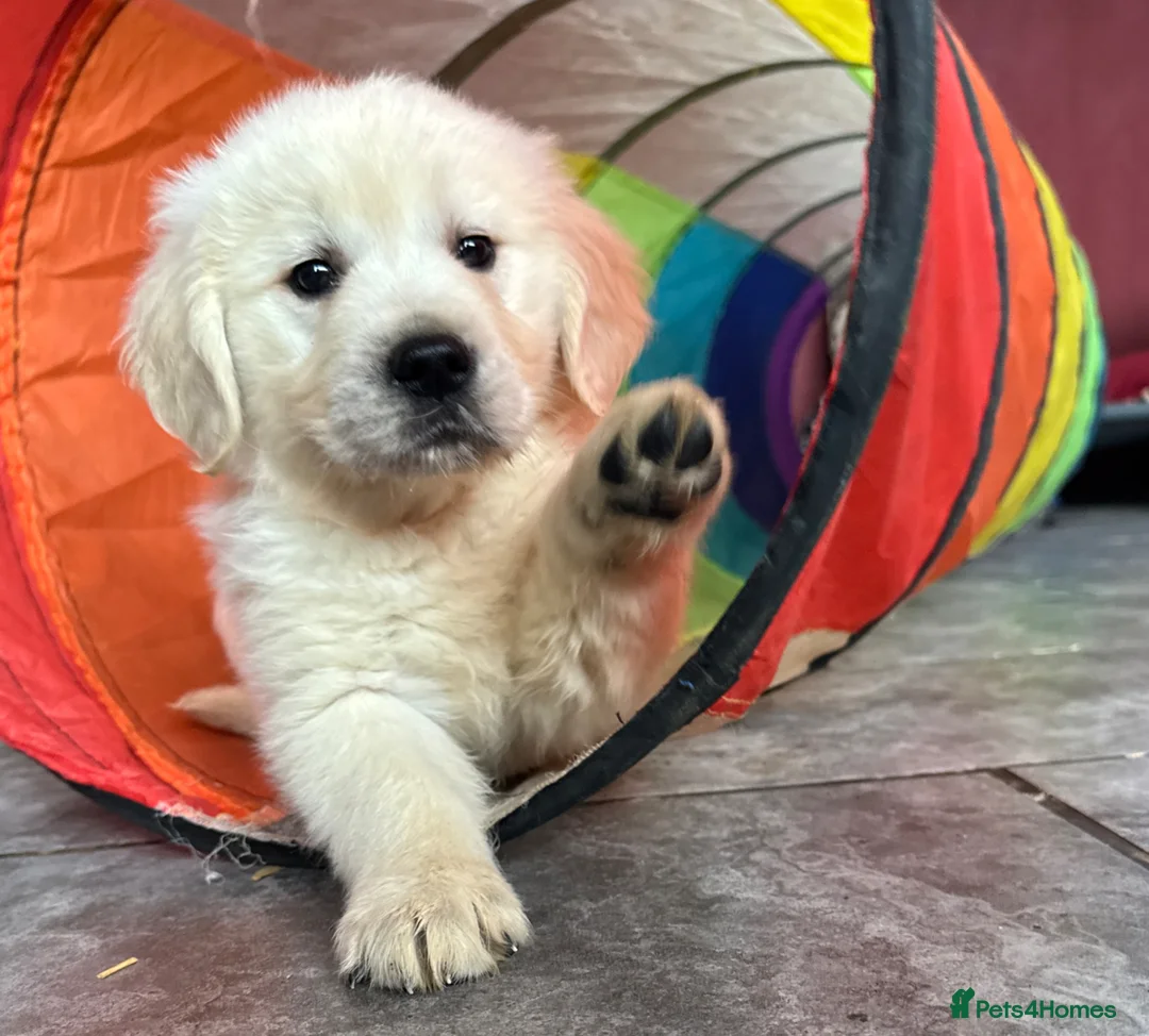 Golden Retriever dogs for sale: Seriously chunky & Fluffy babies - Advert 2