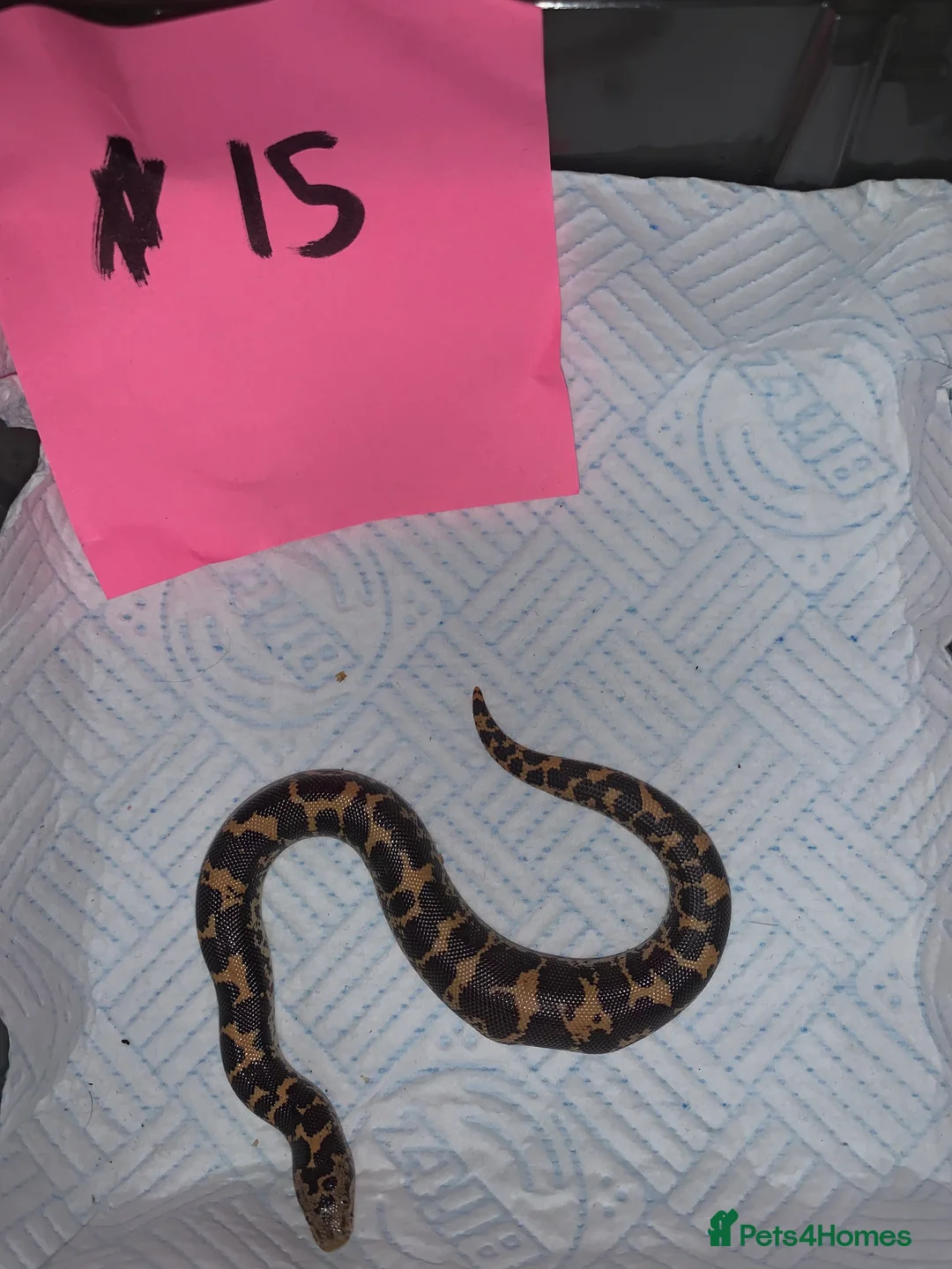 Boa Snake reptiles for sale: Kenyan sand boas for sale Essex  - Advert 15