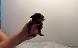 Dobermann dogs for sale: ⭐️🩸12x Championship Bloodline Doberman Puppies - Image 9