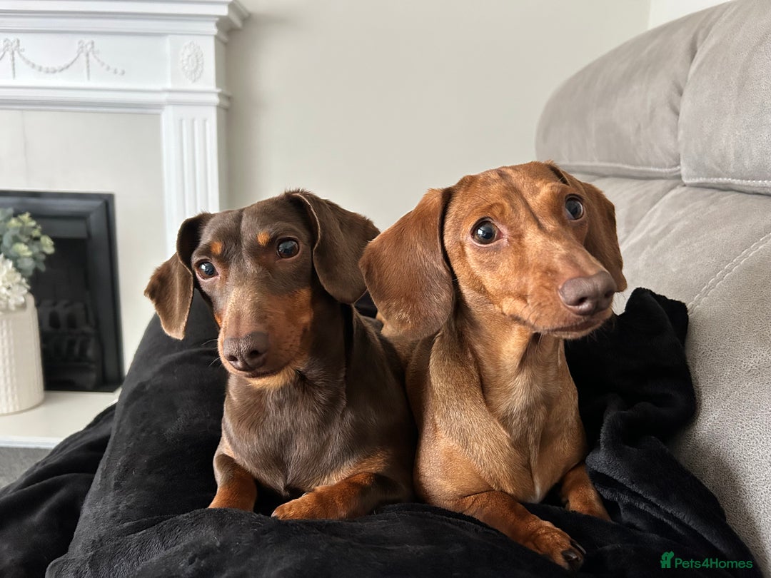 Miniature Dachshund dogs for sale: 2 and 4 year old female miniature dachshunds - Advert 2