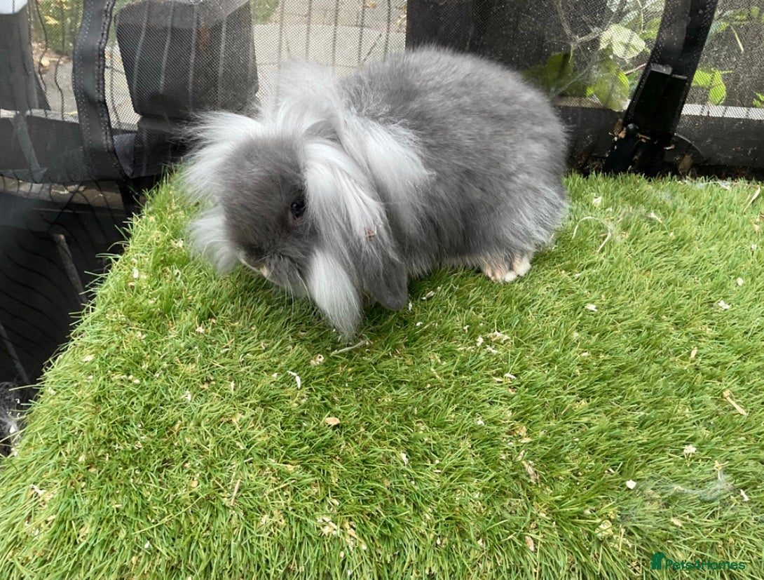 Mini Lion Lop rabbits Mini Lion Lop Buck in Consett - Advert 5