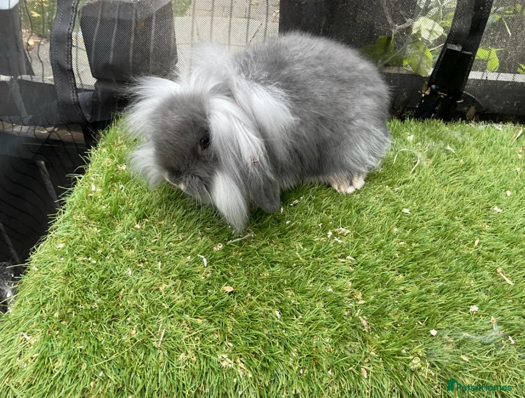 Mini Lion Lop rabbits for sale: Mini Lion Lop Buck in Consett - Advert 1