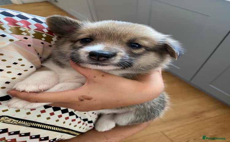 Mixed Breed dogs - Advert 4