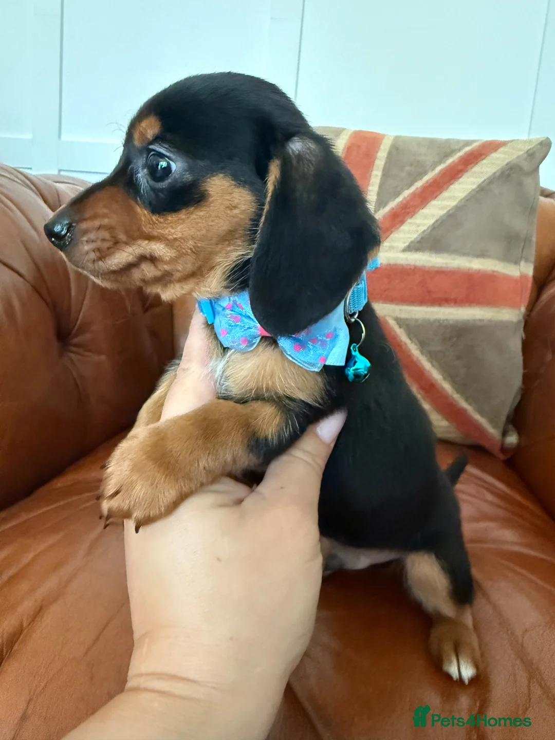 Miniature Dachshund dogs for sale: Beautiful Litter Of Miniature Dachshund Pups - Advert 22