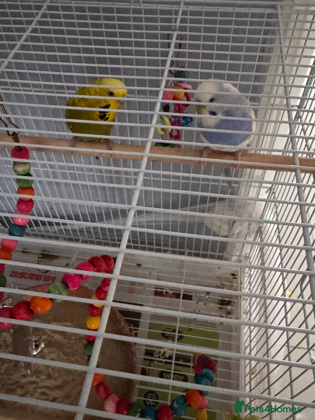 Budgerigars birds for sale: Budgies for sale - Advert 5