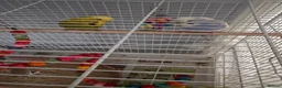 Budgerigars birds for sale: Budgies for sale - Advert 5