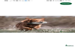Golden Retriever dogs for sale: FOX RED WORKING GOLDEN RETRIEVERS- 5 STAR BREEDERS - Image 20