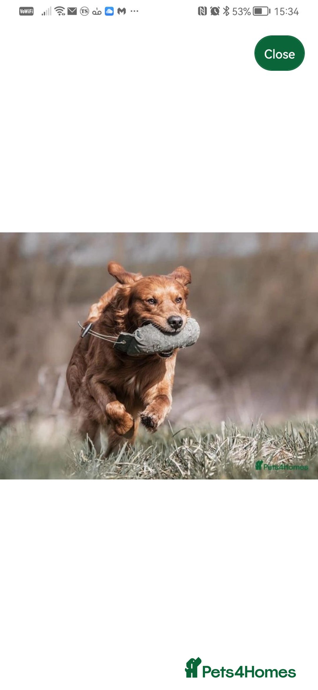 Golden Retriever dogs for sale: FOX RED WORKING GOLDEN RETRIEVERS- 5 STAR BREEDERS - Image 20